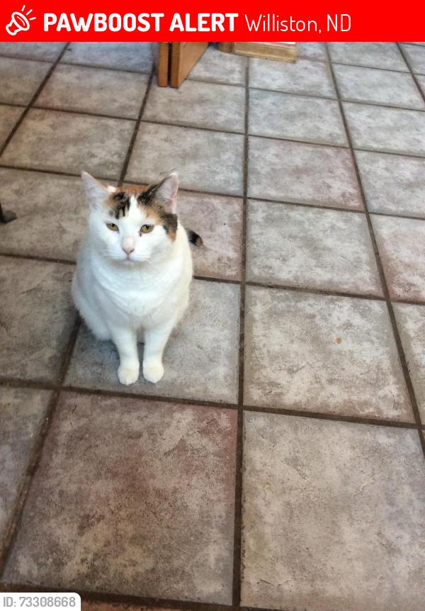 Lost Female Cat last seen Near 32nd St W, Williston, ND 58801