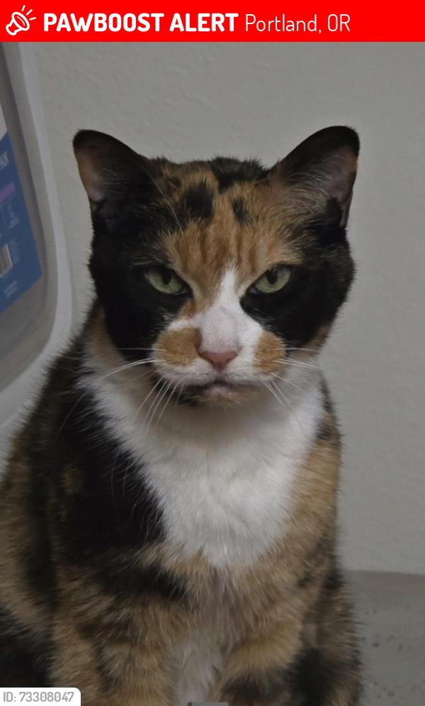 Lost Female Cat last seen Rosa Parks & Atlantic, Portland, OR 97217