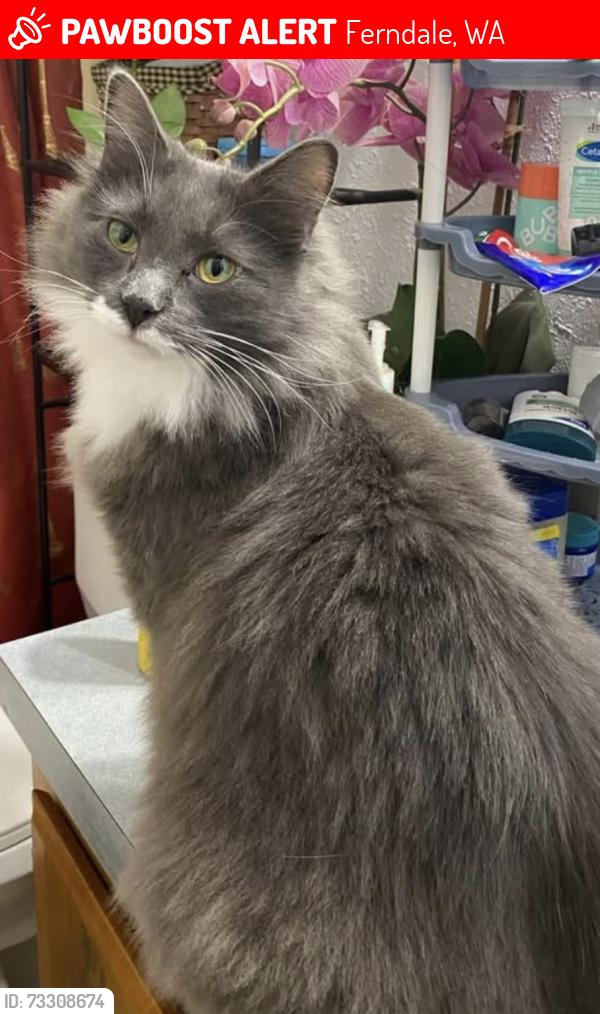 Lost Male Cat last seen Kickerville, Ferndale, WA 98248
