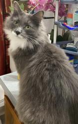 Lost Male Cat last seen Kickerville, Ferndale, WA 98248
