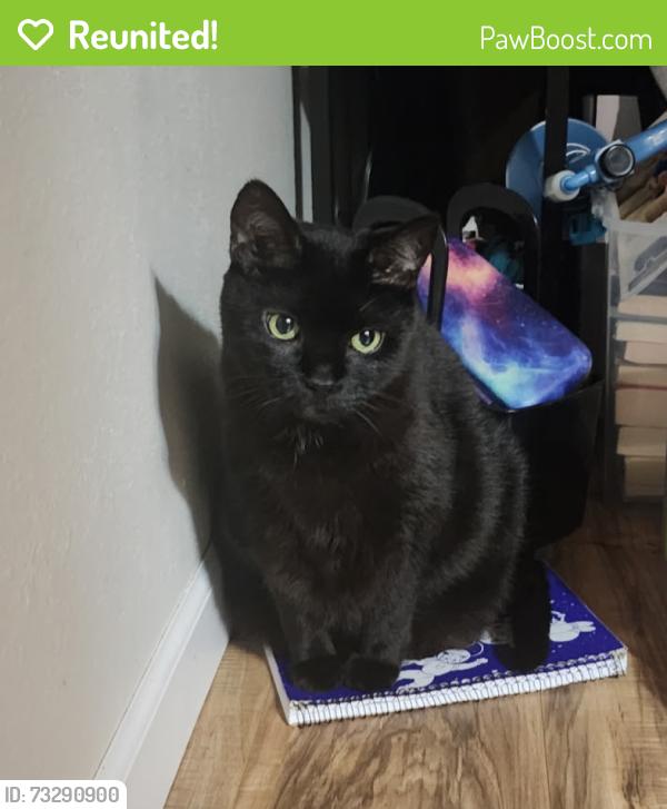 Reunited Female Cat last seen Pearl & Ellis St, Waukesha, WI 53186