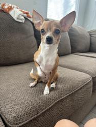 Reunited Unknown Dog last seen Power and Germann, Gilbert, AZ 85297