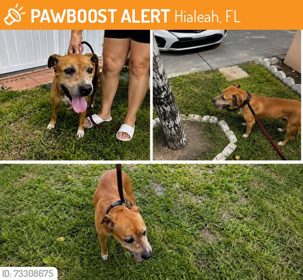 Found/Stray Unknown Dog last seen E 7 Ave / E 50 St, Hialeah, FL 33013