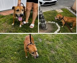 Found/Stray Unknown Dog last seen E 7 Ave / E 50 St, Hialeah, FL 33013
