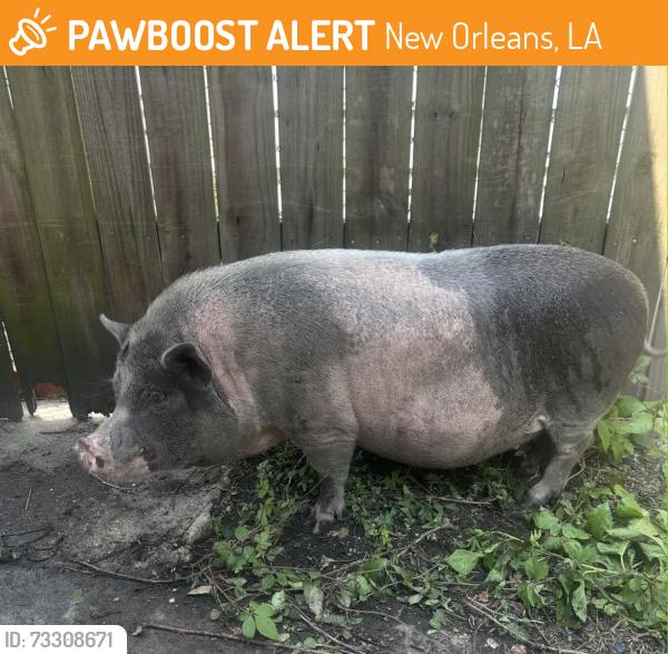 Found/Stray Unknown Other last seen Burgundy and Homer Plessey, New Orleans, LA 70117