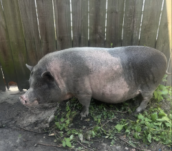 Found/Stray Unknown Other last seen Burgundy and Homer Plessey, New Orleans, LA 70117