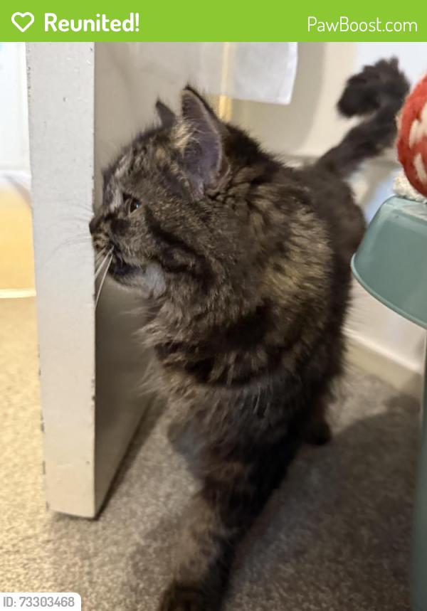 Reunited Female Cat last seen Stanborough Close, Greater London, England TW12 3YA