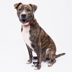 Shelter Stray Female Dog last seen , 3607 N Armenia Ave, Tampa, FL 33607, USA