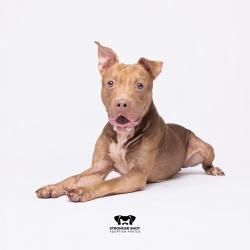 Shelter Stray Male Dog last seen , 3607 N Armenia Ave, Tampa, FL 33607, USA