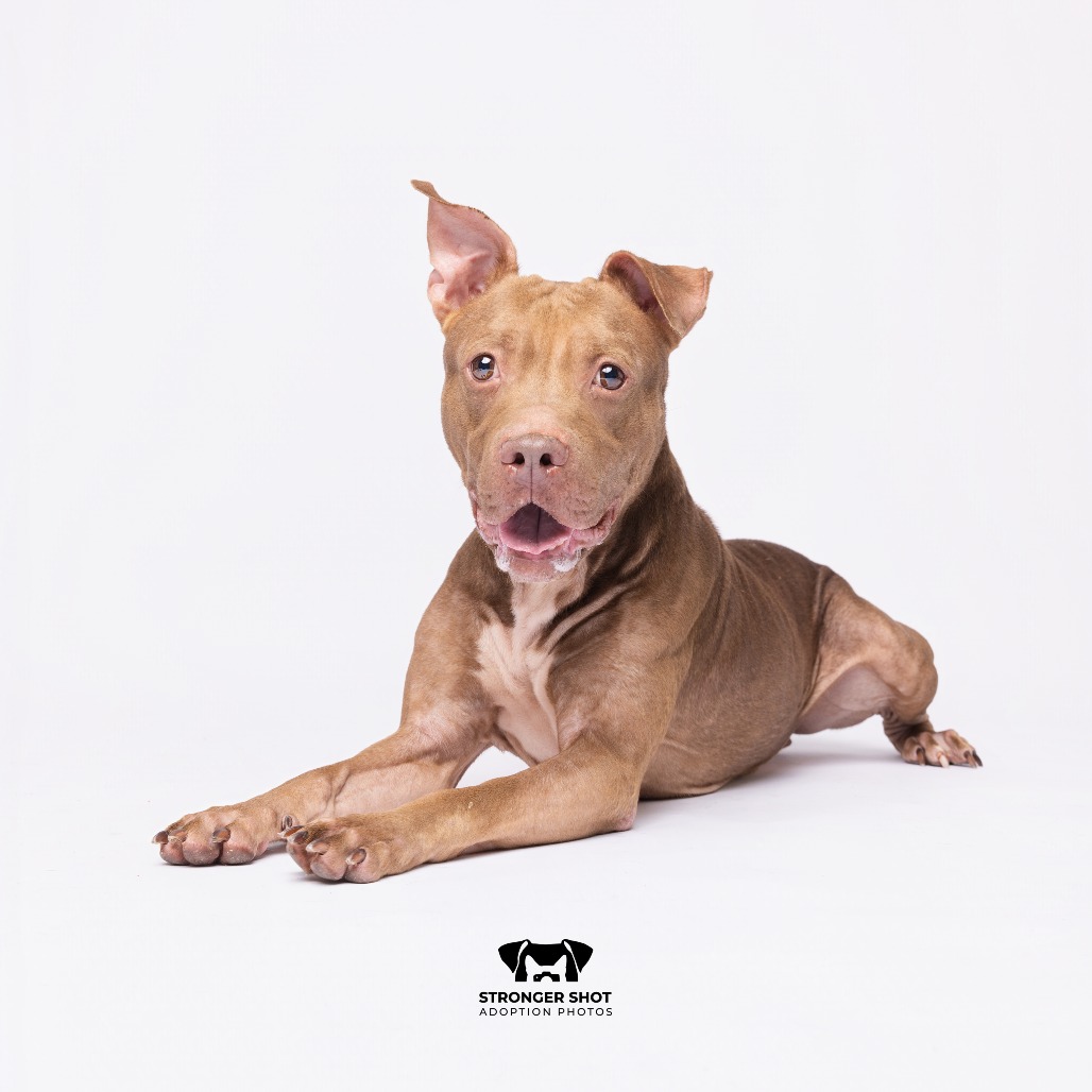 Shelter Stray Male Dog last seen , 3607 N Armenia Ave, Tampa, FL 33607, USA