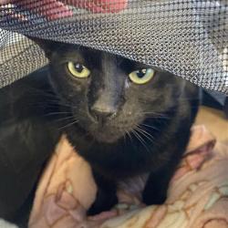 Shelter Stray Unknown Cat last seen , 12910 Yukon Ave, Hawthorne, CA 90250, USA