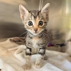 Shelter Stray Female Cat last seen , 4575 E Mesquite Ave, Palm Springs, CA 92264, USA