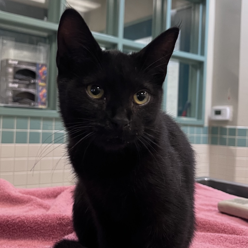 Shelter Stray Male Cat last seen , 361 S Raymond Ave, Pasadena, CA 91105, USA