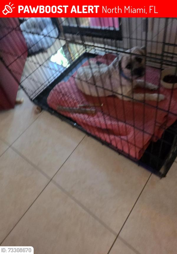 Lost Male Dog last seen Near st San Souci blvd north miami, North Miami, FL 33181
