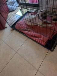 Lost Male Dog last seen Near st San Souci blvd north miami, North Miami, FL 33181