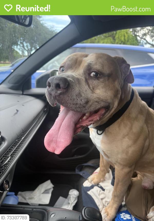 Reunited Male Dog last seen Near NW 6th St, Fort Lauderdale, FL 33311, USA, Fort Lauderdale, FL 33311