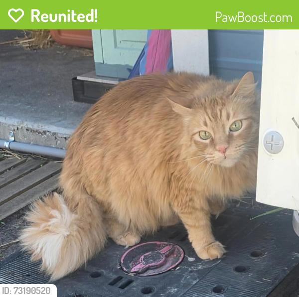 Reunited Male Cat last seen Cartwrite Road, Spring Hill FL, near Silverthorne Country Club, Spring Hill, FL 34609