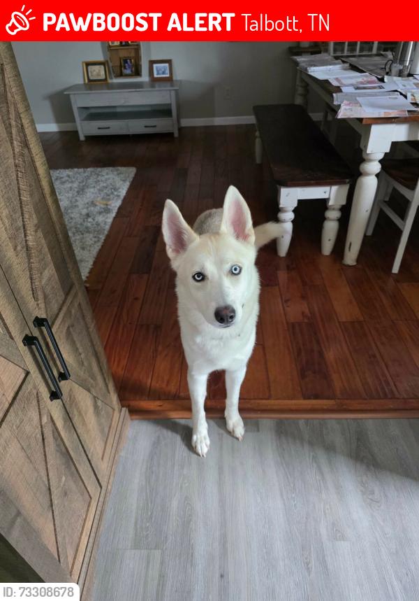 Lost Unknown Dog last seen Sweetbriar road, Talbott, TN 37877