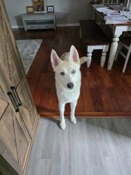 Lost Unknown Dog last seen Sweetbriar road, Talbott, TN 37877