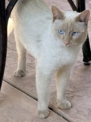 Lost Male Cat last seen Scott Rd and Breighton Wood, Menifee, CA 92584