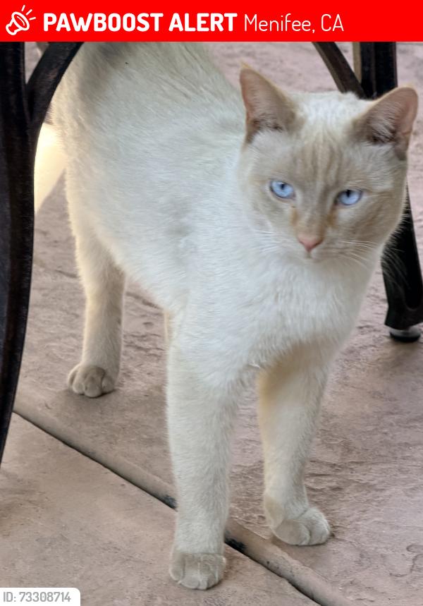Lost Male Cat last seen Scott Rd and Breighton Wood, Menifee, CA 92584