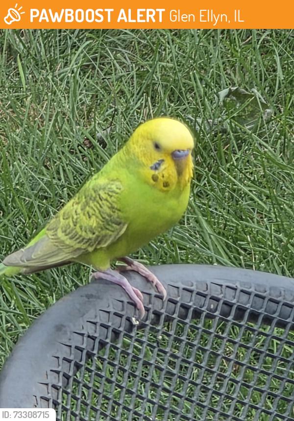 Found/Stray Unknown Bird last seen Bloomingdale & and north ave, Glen Ellyn, IL 60137