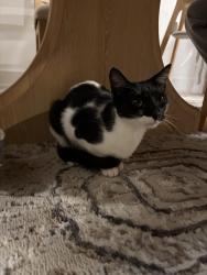 Lost Female Cat last seen The train station is near us, Miami, FL 33127
