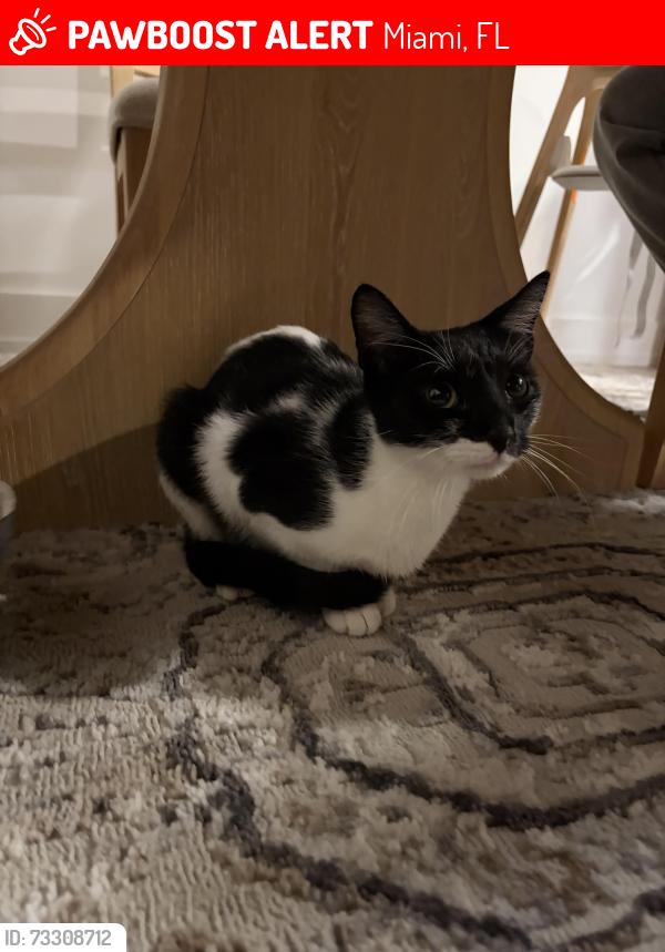 Lost Female Cat last seen The train station is near us, Miami, FL 33127