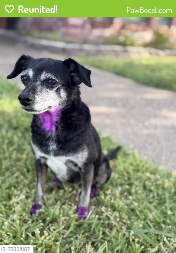 Reunited Female Dog last seen Near mesquite valley rd, Mesquite, TX 75149