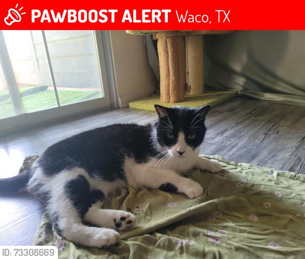 Lost Male Cat last seen Outpost Apartment Complex, Waco, TX 76706