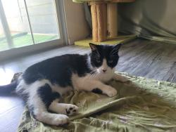 Lost Male Cat last seen Outpost Apartment Complex, Waco, TX 76706
