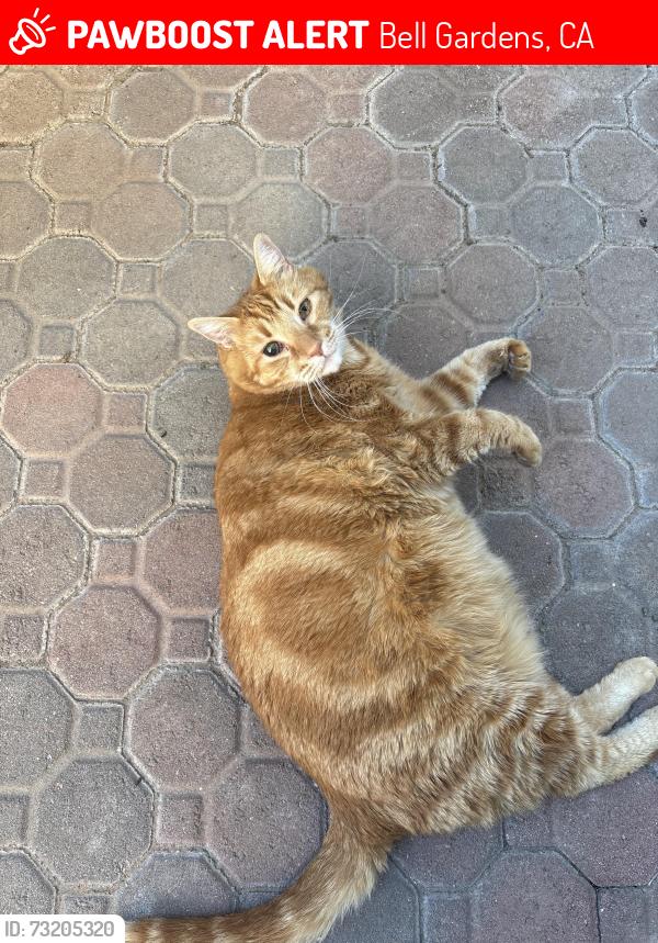 Lost Male Cat last seen Gage and Greenwood Ave, Bell Gardens, CA 90201