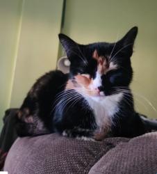 Reunited Female Cat last seen Eucalyptus and Alondra, Bellflower, CA 90706