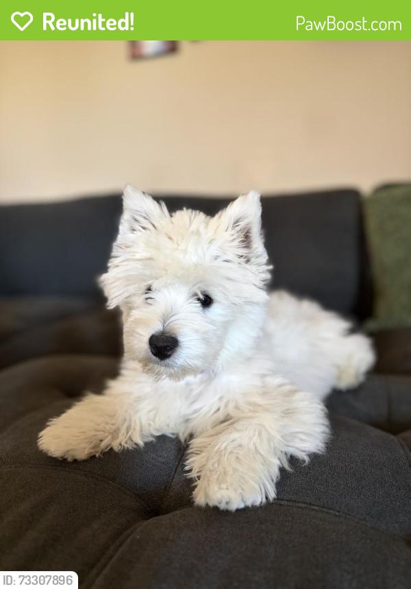 Reunited Female Dog last seen Muirfield, Temecula, CA 92592