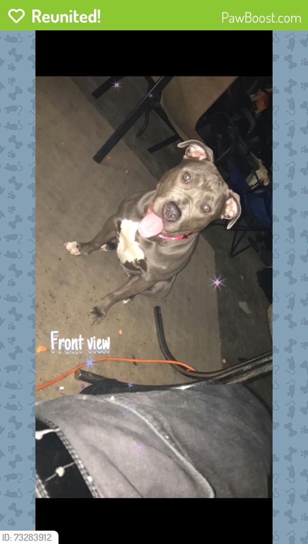 Reunited Female Dog last seen Huntington and Windmere, Colonial Heights, VA 23834
