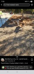 Found/Stray Unknown Dog last seen Holland and Melvin, Menifee, CA 92584