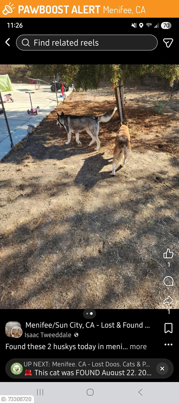 Found/Stray Unknown Dog last seen Holland and Melvin, Menifee, CA 92584
