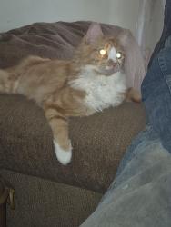 Lost Male Cat last seen Beade and ferry st, Plymouth, PA 18651
