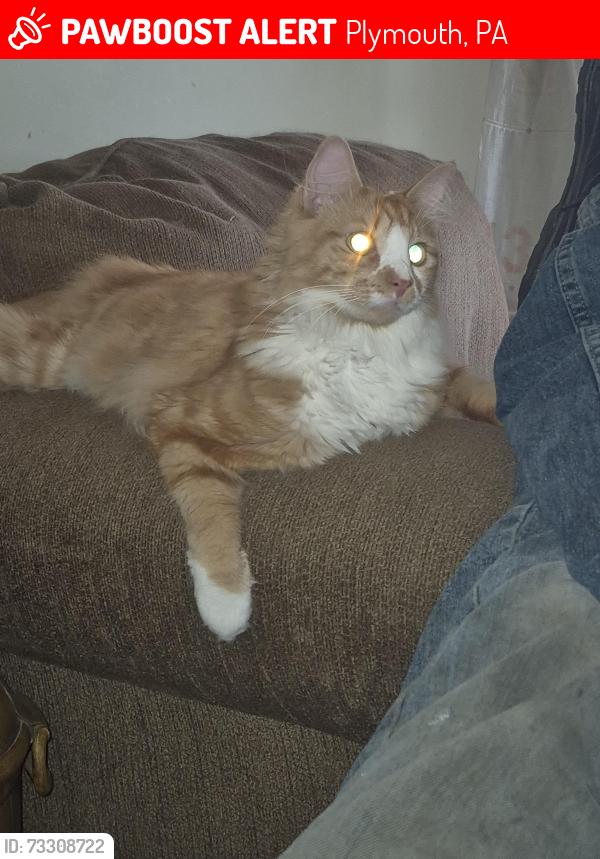 Lost Male Cat last seen Beade and ferry st, Plymouth, PA 18651