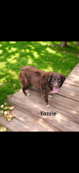 Lost Female Dog last seen County Road 164, Grimes County, TX 77861