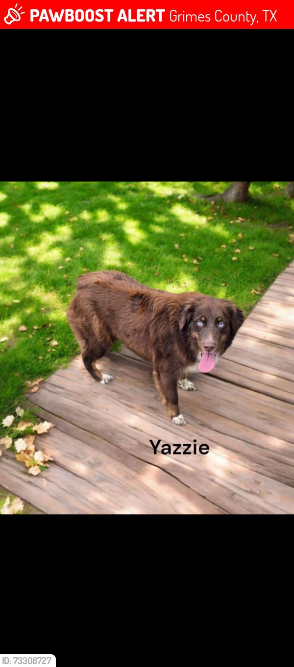 Lost Female Dog last seen County Road 164, Grimes County, TX 77861