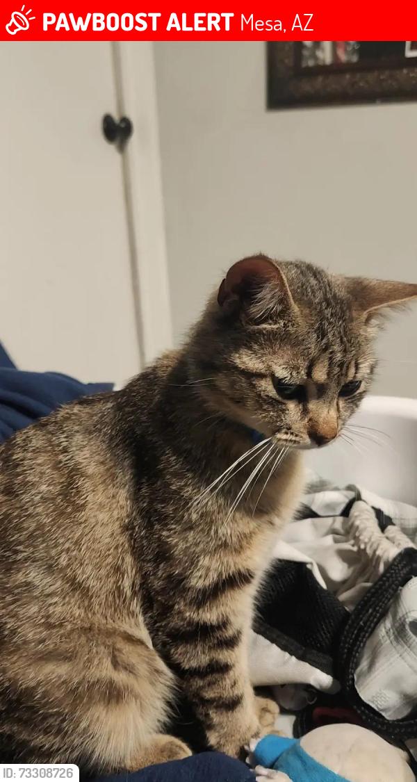 Lost Male Cat last seen Mesa dr and southern in the pool supply store, Mesa, AZ 85210