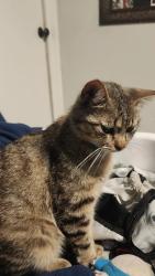 Lost Male Cat last seen Mesa dr and southern in the pool supply store, Mesa, AZ 85210
