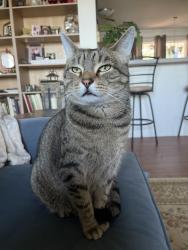 Lost Male Cat last seen Lakeside Crossing Dr., Conway, Horry County, SC 29526