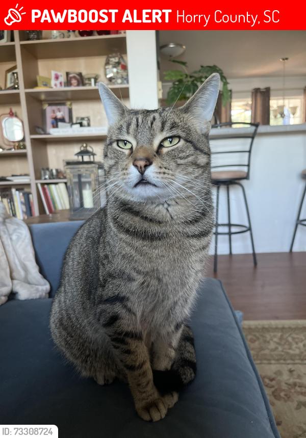 Lost Male Cat last seen Lakeside Crossing Dr., Conway, Horry County, SC 29526
