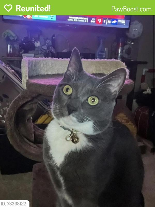 Reunited Female Cat last seen Tillia & sapling, Allison Park, PA 15101