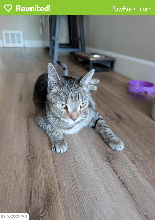 Reunited Male Cat last seen N Los Robles Ave & E Howard St, Pasadena, CA 91104