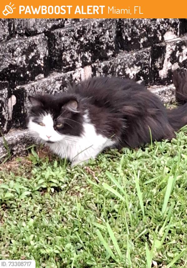 Found/Stray Unknown Cat last seen Into a cndmnium Chateaubleau, Miami, FL 33165