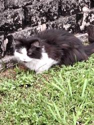 Found/Stray Unknown Cat last seen Into a cndmnium Chateaubleau, Miami, FL 33165