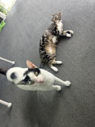 Lost Male Cat last seen Near Gordon circle, Key Largo, FL 33037